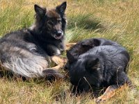 Shani und Gitan